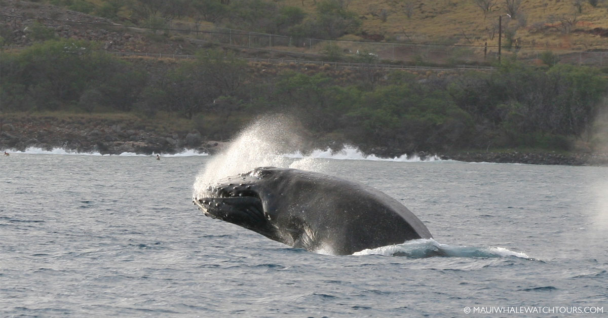 Humpback Whale Watch Taken in Maui