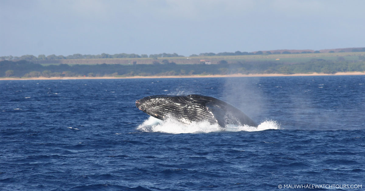 Maui Whale Photography