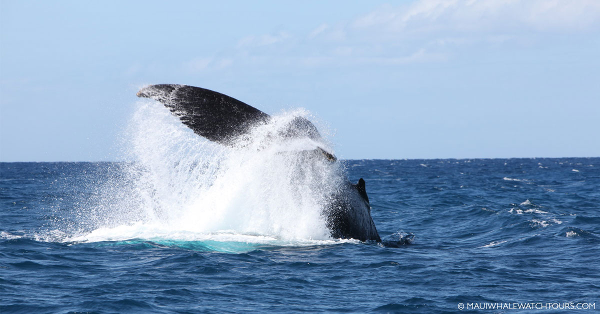 Maui Whale Watch Tours photo Gallery