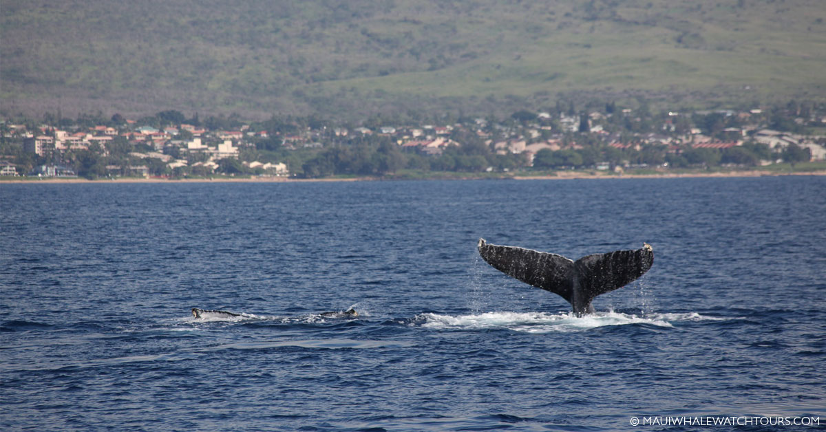 Favorite Maui Whale Watch