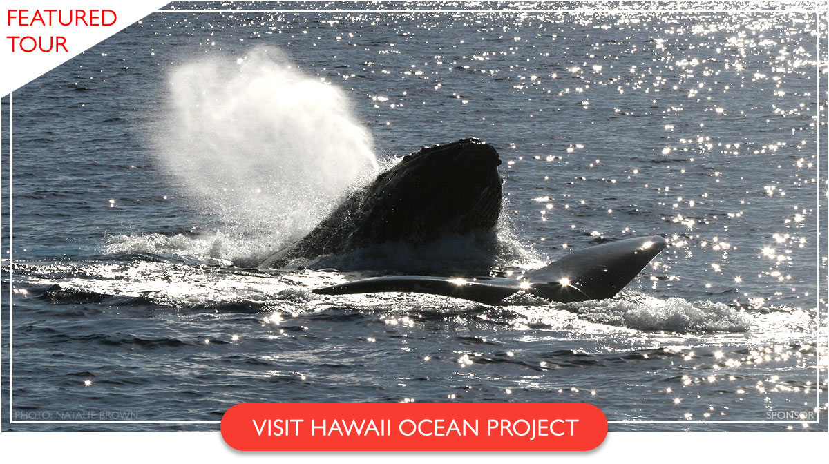Hawaii Ocean Project whale watching