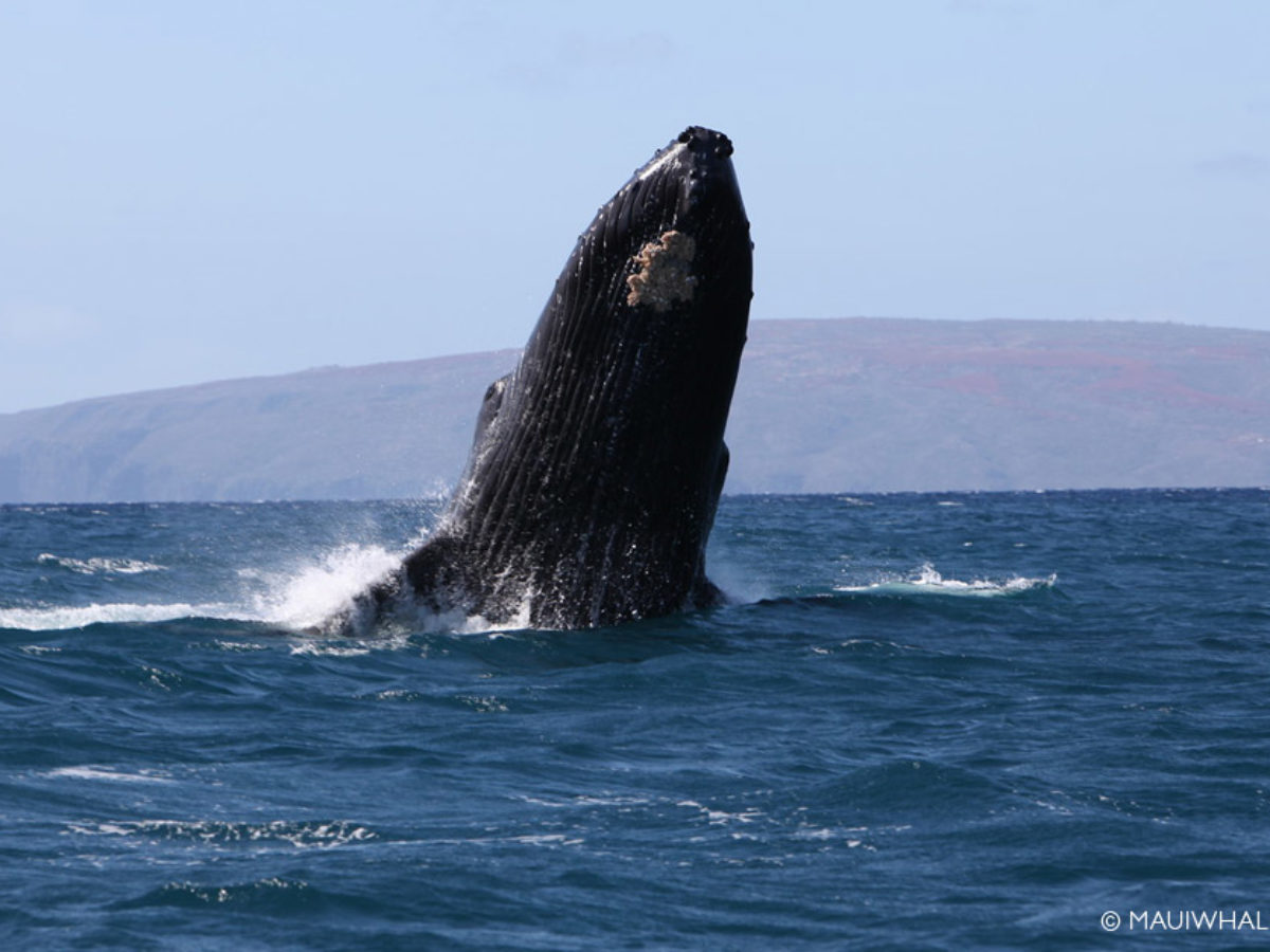 How To Recognize Humpback Whale Surface Behavior