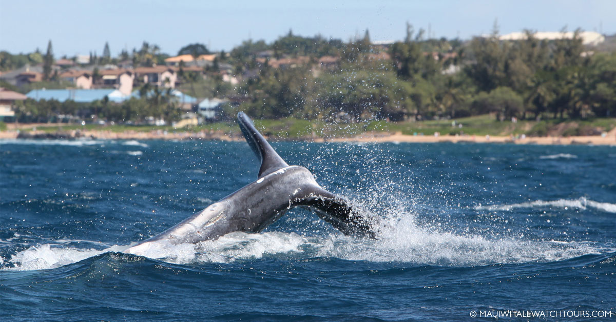 Humpback Whale Photos In Maui