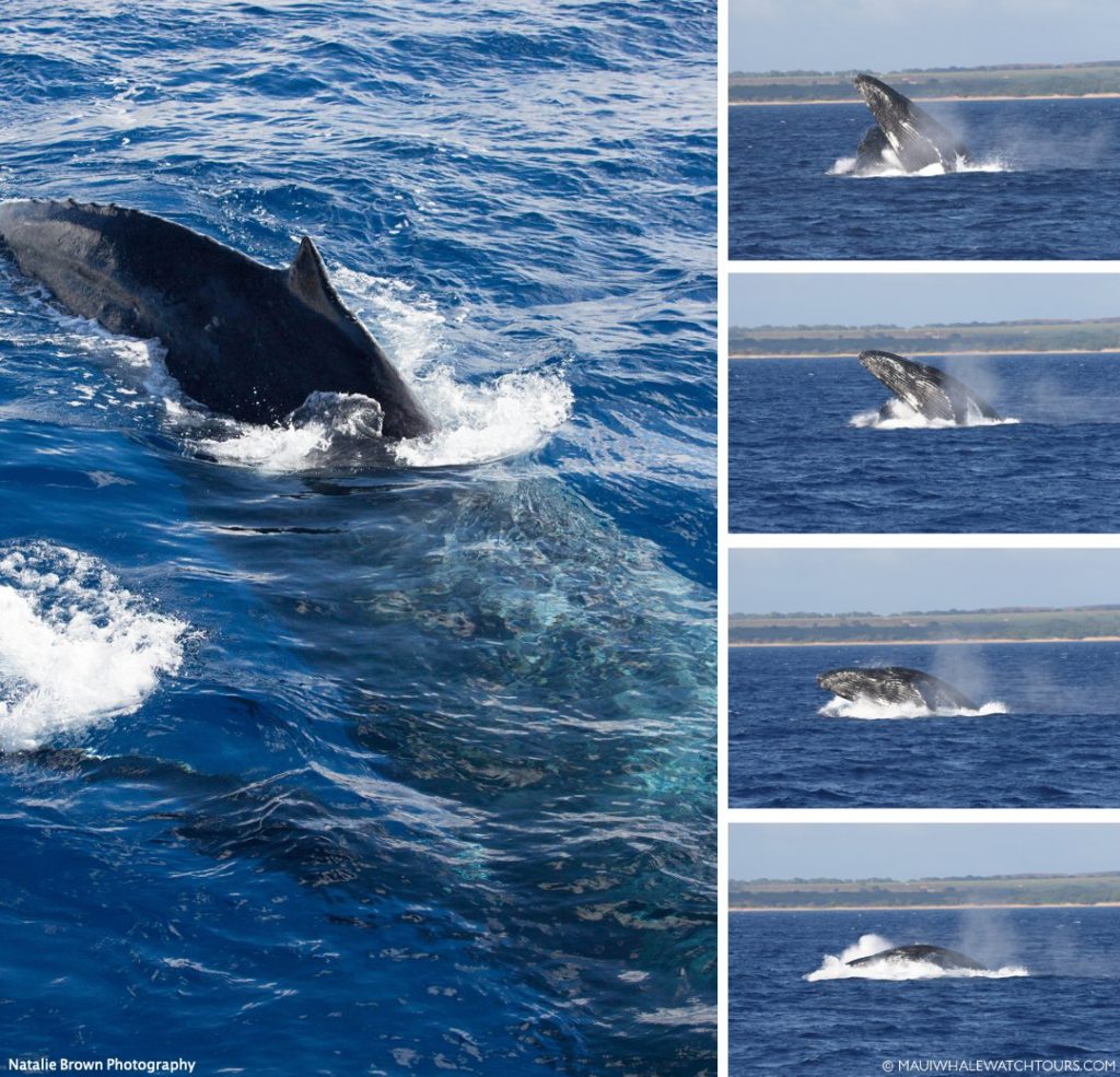 Natalie Brown Photography - Maui Whale Watch Tours