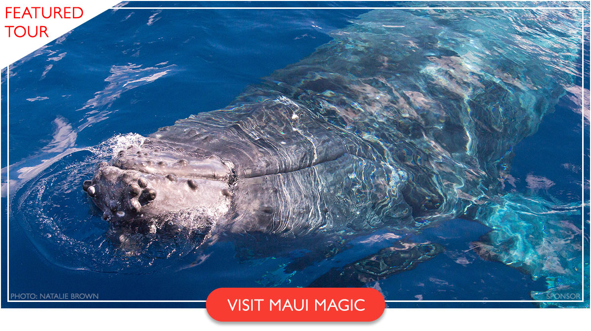 Maui magic whale watching