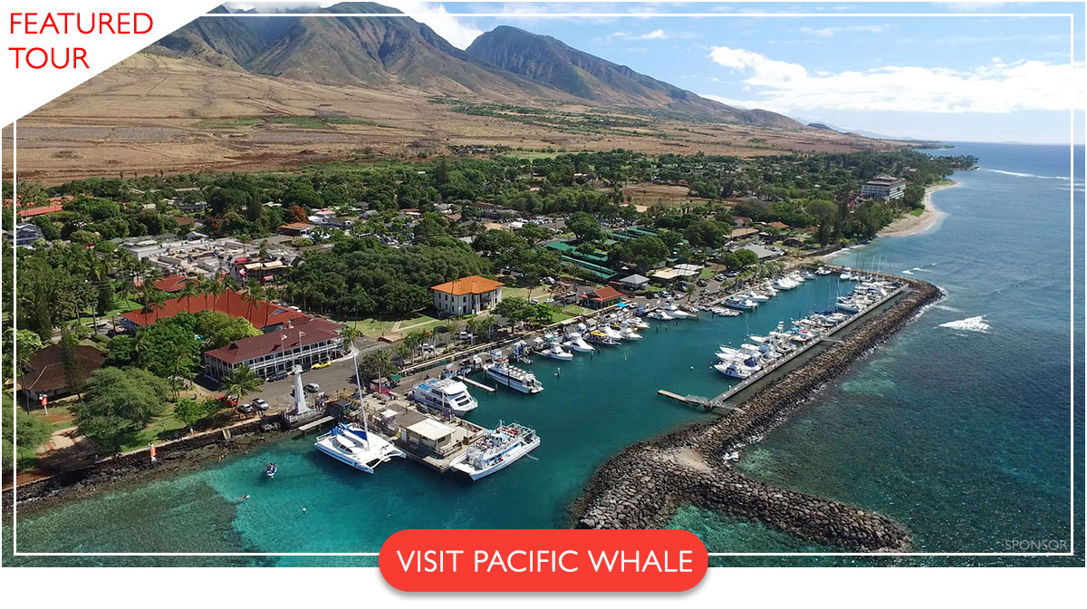 Pacific Whale Foundation Lahaina whale watching