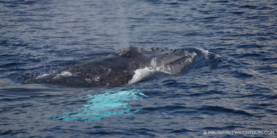 Humpback Whale Mothers and Their Babies