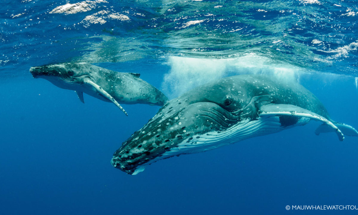 baby humpback whale