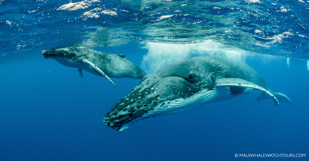 Whale Mothers & Their Babies
