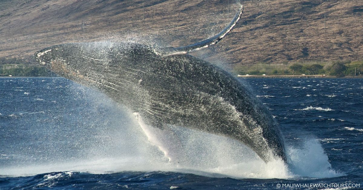 Whales Photography