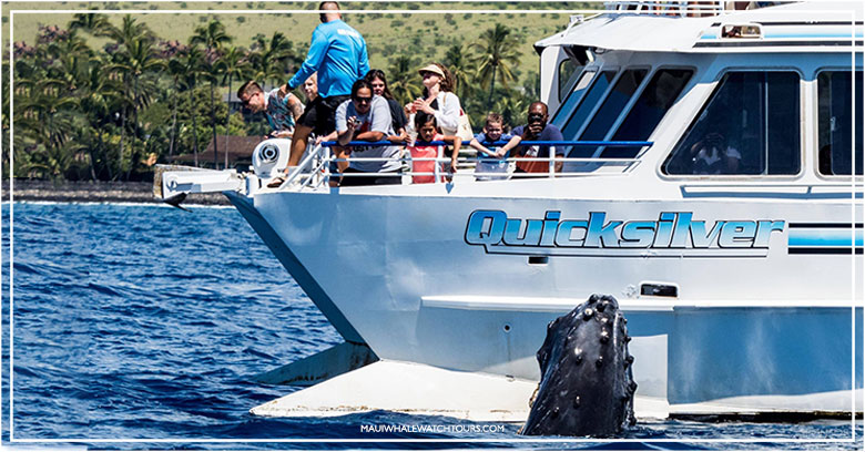 Quicksilver whale watching