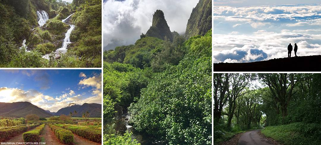 Why Choose Maui Visit Different Microclimates