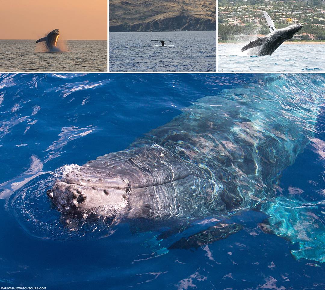 Why Choose Maui Whale Watching