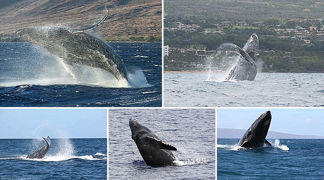 Maui Whales Do Acrobatics