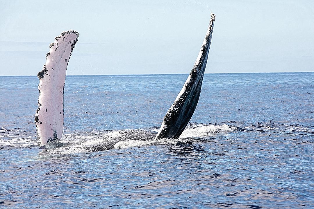 Humpback Whale Fins