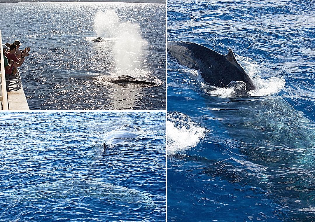 Maui Whales Close To Vessel
