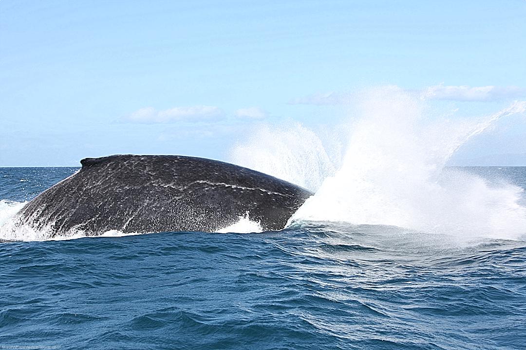 Maui Whales Splash