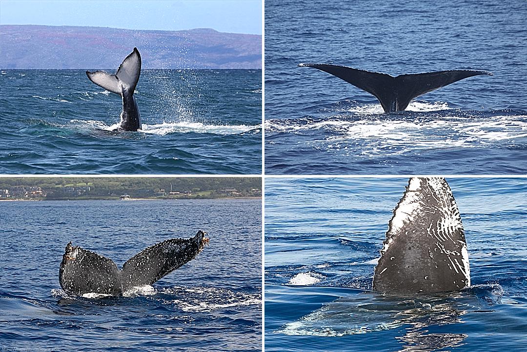 Maui Whale Fluke Differences